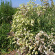 Silenka nadmutá Stridolo - Silene inflata - nasiona silenki - 380 szt.