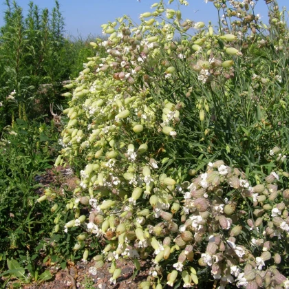 Silenka nadmutá Stridolo - Silene inflata - nasiona silenki - 380 szt.