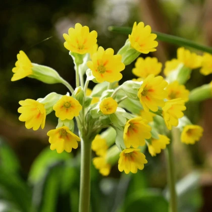 Prvosenka jarní - Primula veris - semena prvosenky - 50 ks