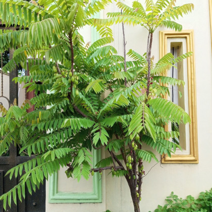 Bilimbi - Averrhoa bilimbi - semena bilimbi - 5 ks