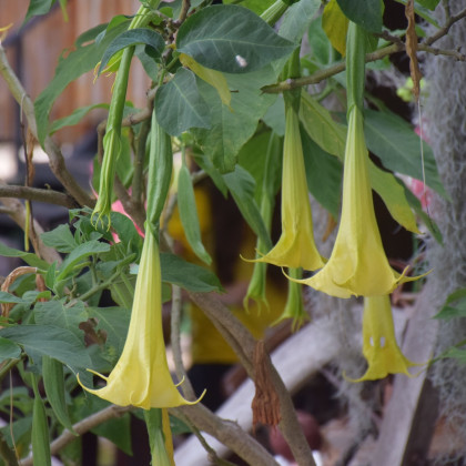 Durman metelový žlutý - Datura metel - semena durmanu - 5 ks