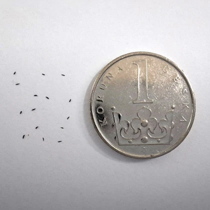 Rosnatka kapská - Drosera capensis - semena rosnatky - 15 ks