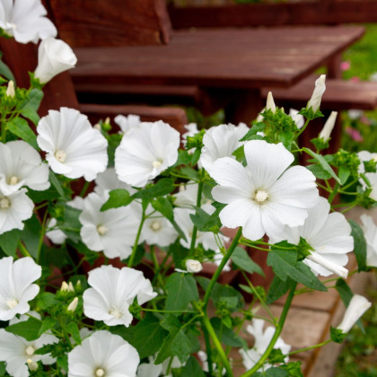 Slézovec tříměsíční Mont Blanc - Lavatera trimestris - semena slézovce - 80 ks