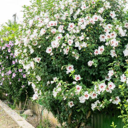 Ibišek bahenní Mallow Rose - Hibiscus moscheutos - semena ibišku - 5 ks