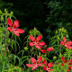 Ibišek szkarłatny - Hibiscus coccineus - nasiona hibiskusa - 15 szt.