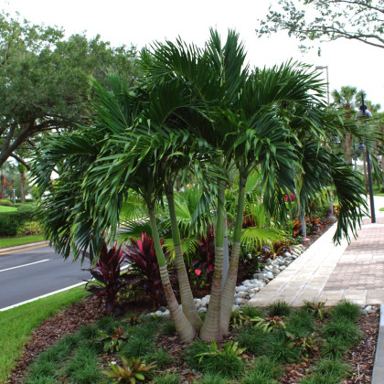 Palma vánoční - Adonidia merrillii - semena palmy - 2 ks