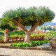 Dračinec olbrzymi - Dracaena draco - nasiona dračince - 8 szt.