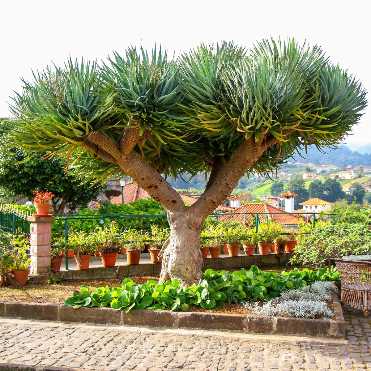 Dračinec olbrzymi - Dracaena draco - nasiona dračince - 8 szt.