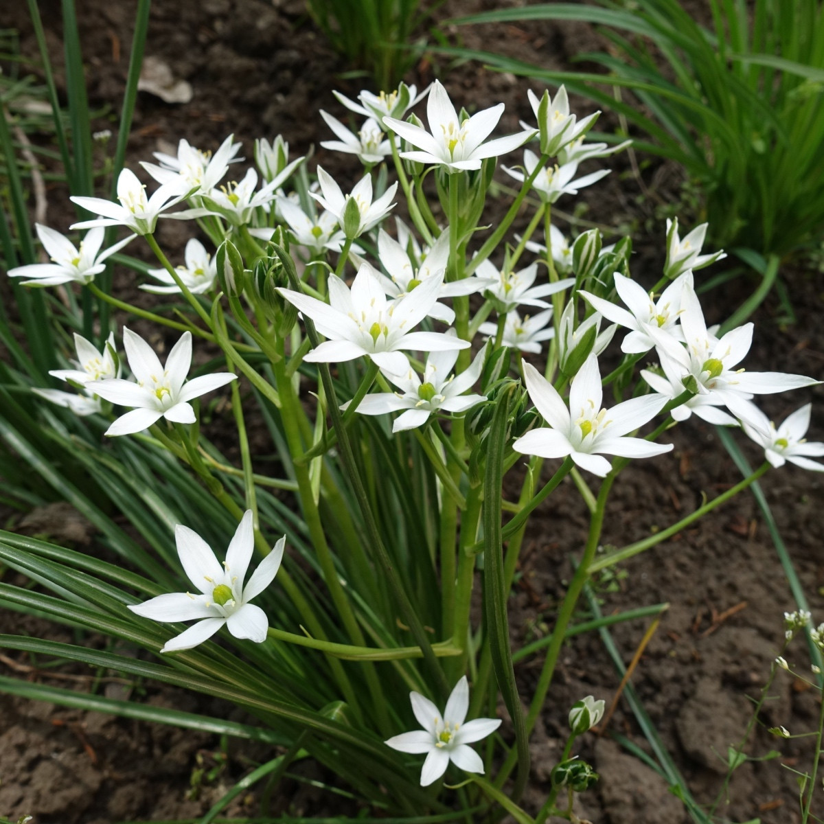 Snědek - Ornithogalum umbellatum - cibule snědku - 3 ks
