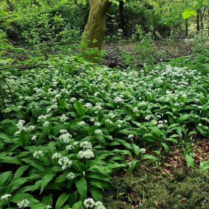 Česnek medvědí - Allium ursinum - cibule medvědího česneku - 3 ks