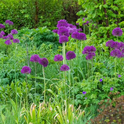Česnek Gladiator - Allium gladiator - cibule okrasného česneku - 1 ks