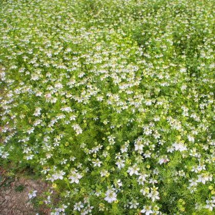 Černucha damašská bílá - Nigella damascena - semena černuchy - 150 ks