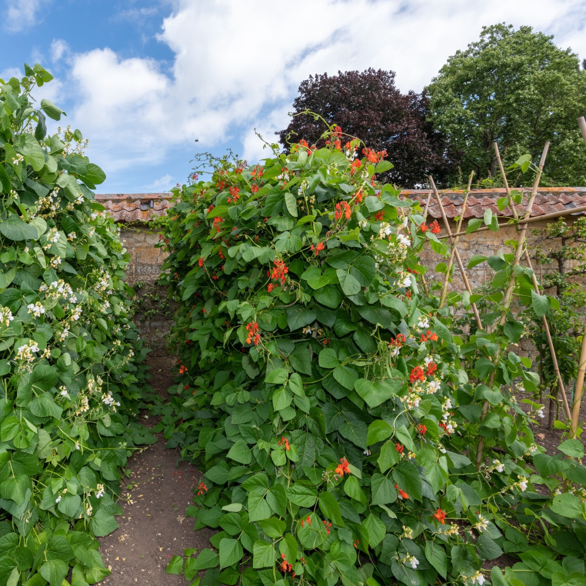 Fazole šarlatová pnoucí Hestia - Phaseolus coccineus - semena fazole - 10 ks