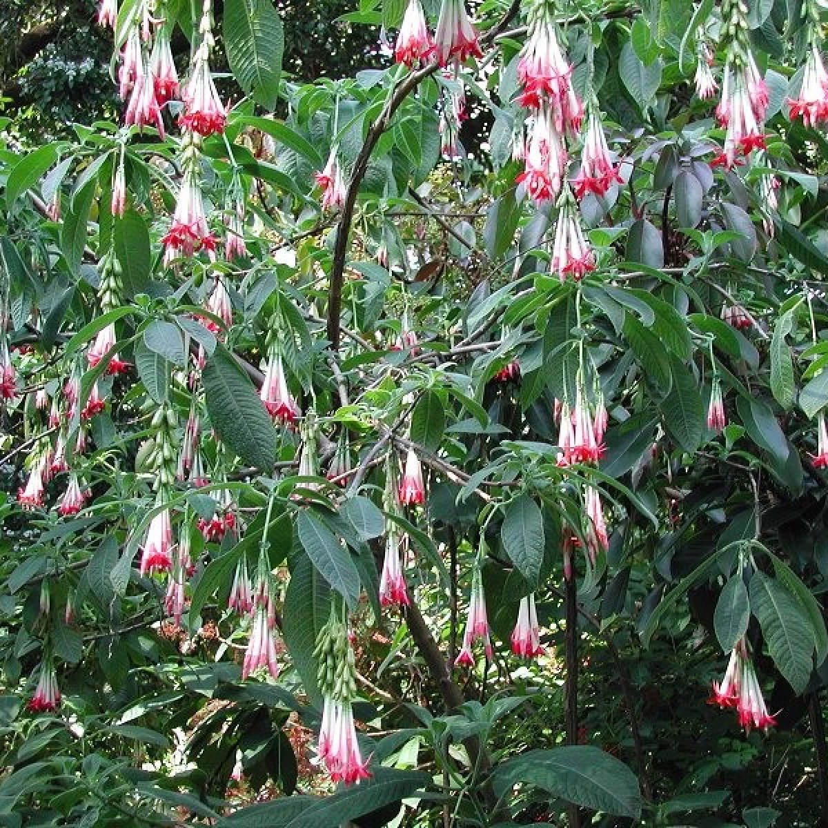 Fuchsie bolívijská bílá - Fuchsia boliviana - semena fuchsie - 10 ks
