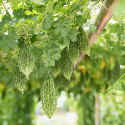 Hořká okurka Naja - Momordica sp. - semena okurky - 6 ks