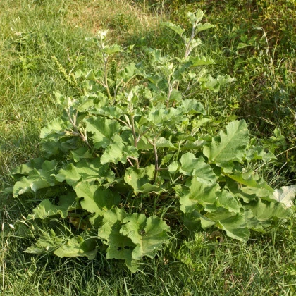 Lopuch větší - Arctium lappa - semena lopuchu - 10 ks