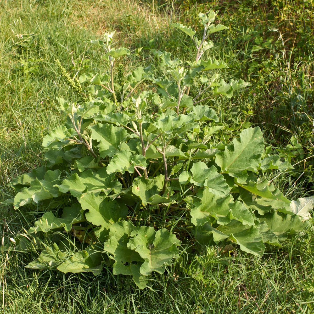Lopuch větší - Arctium lappa - semena lopuchu - 10 ks