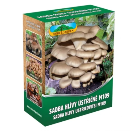 Hlíva ústřičná - Pleurotus ostreatus - sadba - 250 ml