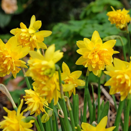 Narcis Tete Deluxe - Narcissus - cibule narcisu - 3 ks