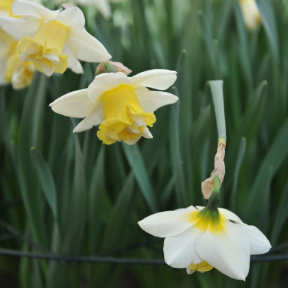 Narcis Popeye - Narcissus - cibule narcisu - 3 ks