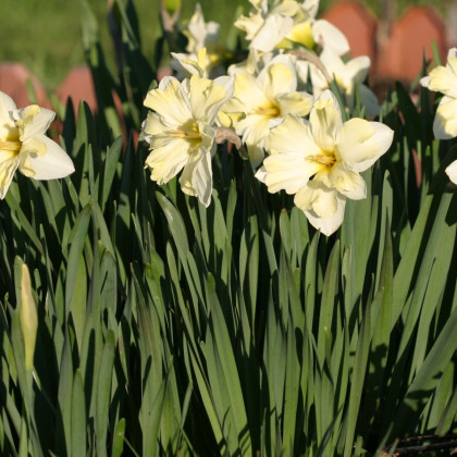 Narcis Cassata - Narcissus - cibule narcisu - 3 ks