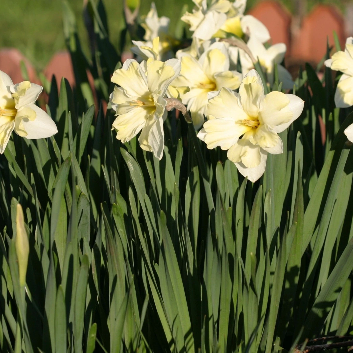 Narcis Cassata - Narcissus - cibule narcisu - 3 ks