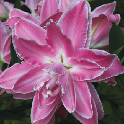 Lilie Lotus Wonder - Lilium - cibule lilie - 1 ks