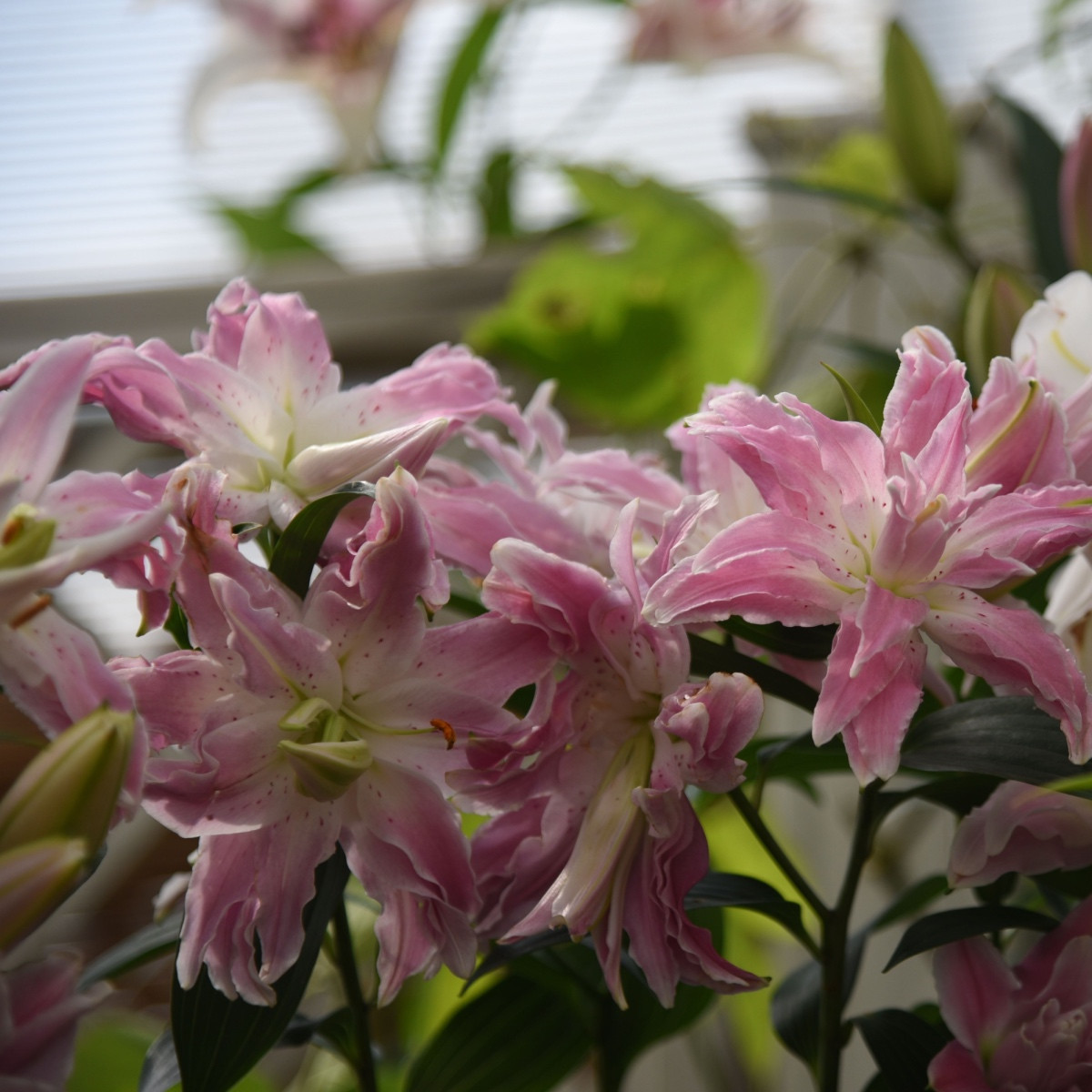 Lilie Lotus Elegance - Lilium - cibule lilie - 1 ks