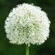 Česnek White Giant - Allium - cibule okrasného česneku - 1 ks