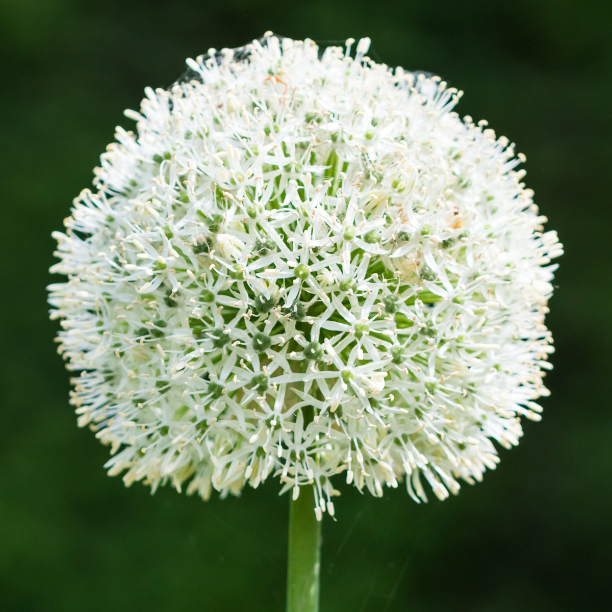 Česnek White Giant - Allium - cibule okrasného česneku - 1 ks