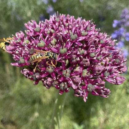 Česnek Atropurpureum - Allium - cibule okrasného česneku - 1 ks