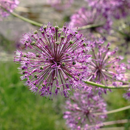 Česnek Akbulak - Allium - cibule okrasného česneku - 3 ks