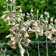 Česnek sicilský - Allium siculum - cibule okrasného česneku - 5 ks