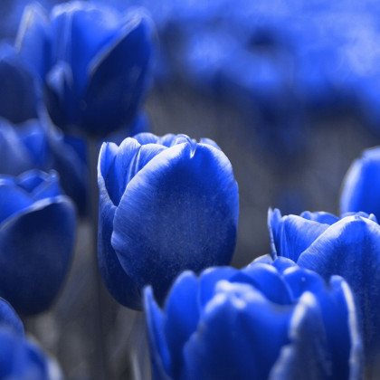 Tulipán Triumph Blue - Tulipa - cibule tulipánu - 3 ks