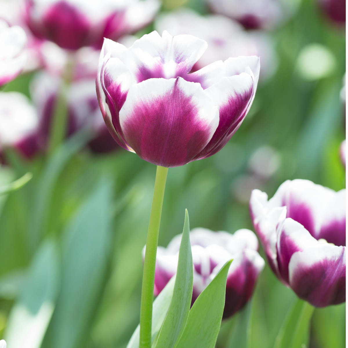 Tulipán Jackpot - Tulipa - cibule tulipánu - 3 ks