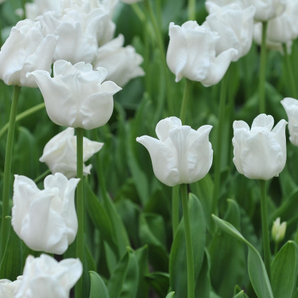 Tulipán Liberstar White - Tulipa - cibule tulipánu - 3 ks