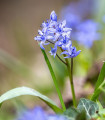 Ladoňka dvoulistá modrá - Scilla bifolia blue - cibule ladoňky - 3 ks