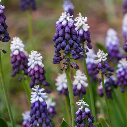 Modřenec Grape Ice - Muscari - cibule modřence - 5 ks