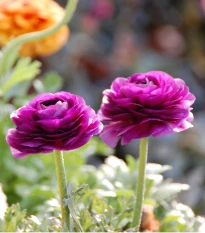 Pryskyřník plnokvětý Tomer Purple - Ranunculus asiaticus - hlízy pryskyřníku - 3 ks