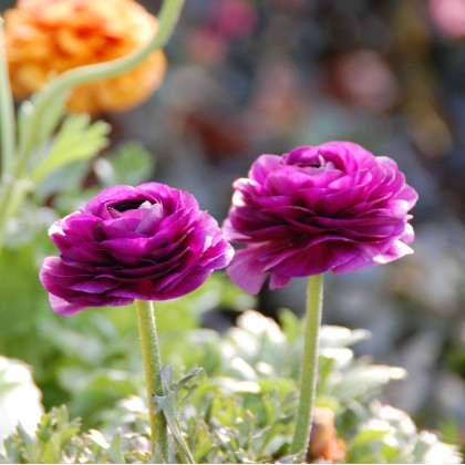 Pryskyřník plnokvětý Tomer Purple - Ranunculus asiaticus - hlízy pryskyřníku - 3 ks