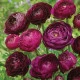 Pryskyřník plnokvětý Tomer Purple - Ranunculus asiaticus - hlízy pryskyřníku - 3 ks