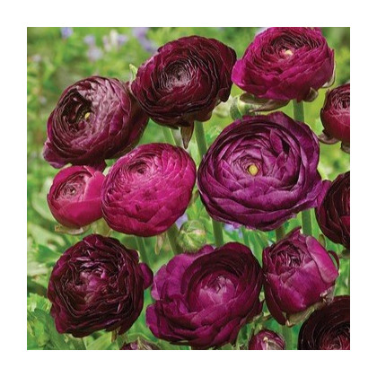Pryskyřník plnokvětý Tomer Purple - Ranunculus asiaticus - hlízy pryskyřníku - 3 ks