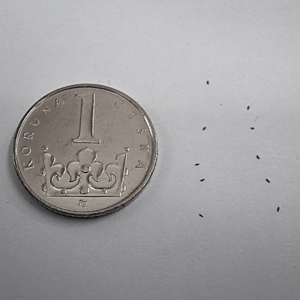 Rosnatka kapská Dark maroon - Drosera capensis - semena rosnatky - 10 ks