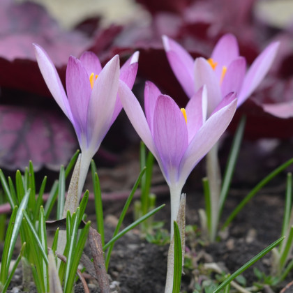 Krokus Roseus - Crocus tommasinianus - hlízy krokusu - 3 ks