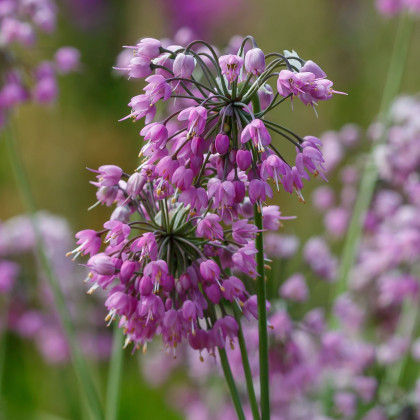 Česnek převislý - Allium cernuum - cibule okrasného česneku - 3 ks