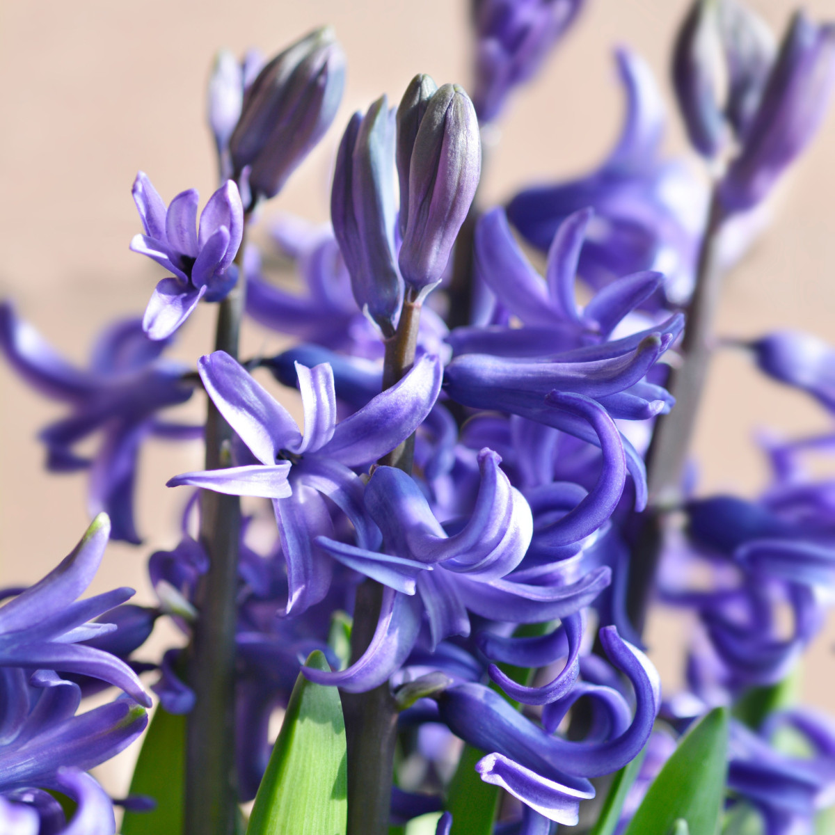 Hyacint mnohokvětý modrý - Hyacinthus - cibule hyacintu - 1 ks