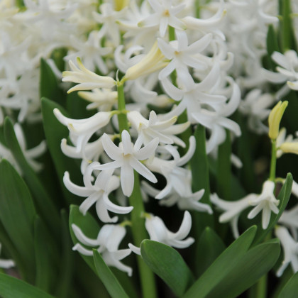 Hyacint mnohokvětý bílý - Hyacinthus - cibule hyacintu - 1 ks