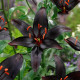 Lilie Blacklist - Lilium - cibule lilie - 1 ks