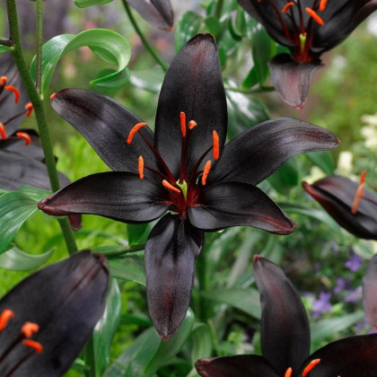 Lilie Blacklist - Lilium - cibule lilie - 1 ks