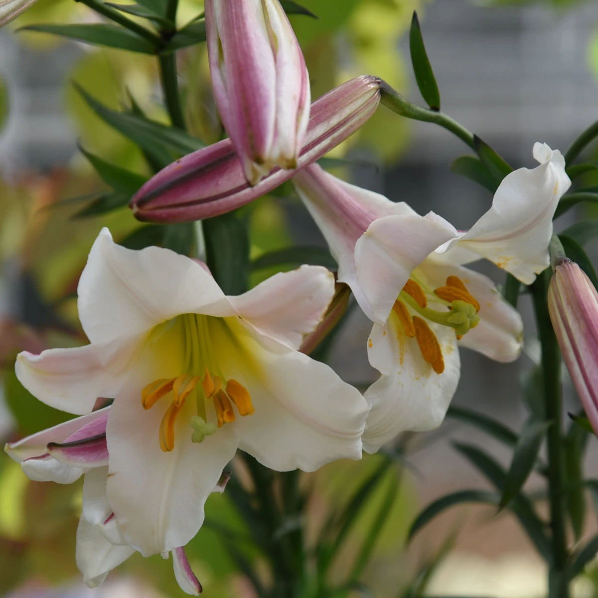 Lilie Regale - Lilium regale - cibule lilie - 1 ks